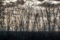 Script of bare branches of trees without foliage against cloudy sky