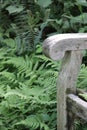Scrolled end of wooden bench arm with green ferns in background, long view Royalty Free Stock Photo