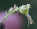Scrophularia polyantha, Many-Flowered Figwort