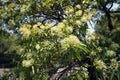 Scrub beefwood, an Australian rainforest tree Royalty Free Stock Photo