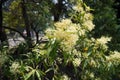 Scrub beefwood, an Australian rainforest tree Royalty Free Stock Photo