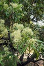 Scrub beefwood, an Australian rainforest tree Royalty Free Stock Photo