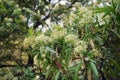 Scrub beefwood, an Australian rainforest tree Royalty Free Stock Photo
