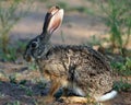 Scrub Hare Royalty Free Stock Photo