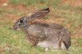 Scrub Hare Royalty Free Stock Photo