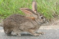 Scrub Hare Royalty Free Stock Photo