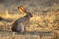 Scrub hare Royalty Free Stock Photo