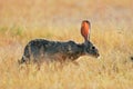 Scrub hare Royalty Free Stock Photo