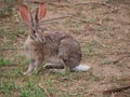 Scrub hare Royalty Free Stock Photo