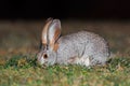 Scrub hare in natural habitat Royalty Free Stock Photo