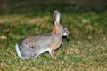 Scrub hare in natural habitat