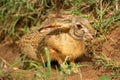 Scrub hare sits in grass watching camera
