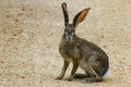 Scrub Hare/Vlakhaas (Lepus Capensis) Royalty Free Stock Photo