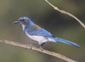 Scrub Jay Royalty Free Stock Photo