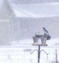 Scrub Jay Bird On Feeder Snowing Royalty Free Stock Photo