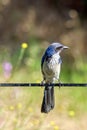 Scrub jay or blue jay wild bird perched on cable. Royalty Free Stock Photo