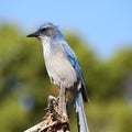 Scrub jay close-up Royalty Free Stock Photo