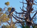 Scrub Jay on a Cold Morning Royalty Free Stock Photo