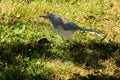 Blue Scrub Jay in Grass 01 Royalty Free Stock Photo