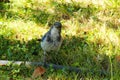 Blue Scrub Jay in Grass 03 Royalty Free Stock Photo
