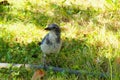 Blue Scrub Jay in Grass 04 Royalty Free Stock Photo