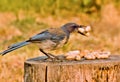 Scrub Jay with peanuts Royalty Free Stock Photo