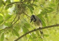 The scrub jay