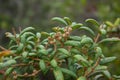 Scrub oak plant in Florida Royalty Free Stock Photo