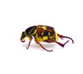 Scrub Palmetto flower scarab chafer beetle - Trigonopeltastes floridanus - rare found only on or near Scrub saw Palmetto - Sabal