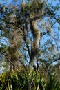 Scrub Palmetto and Trees With Spanish Moss