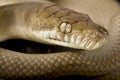 Scrub python Morelia amethistina Royalty Free Stock Photo