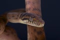 Scrub python / Morelia amethistina Royalty Free Stock Photo