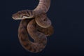 Scrub python / Morelia amethistina Royalty Free Stock Photo