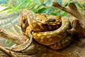 Scrub python Morelia kinghorni Royalty Free Stock Photo