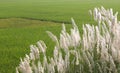 A scrub of reed with paddy field green natural landscape Royalty Free Stock Photo