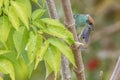 A scrub tanager untangling itself from a spider web on an elderberry branch Royalty Free Stock Photo