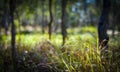 Scrubby Australian forest Royalty Free Stock Photo