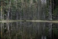 Scrubby trees at a small forest lake in Sweden Royalty Free Stock Photo