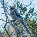 Scrubjay Smiling at the Camera