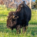 Scruffy Bison and Hitchhiker