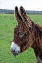 Scruffy Chocolate Donkey Royalty Free Stock Photo