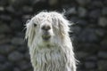 White alpaca portrait