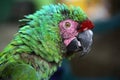 Scruffy green macaw with green blue feathers & pink & red markings on face, Santa Marta, Colombia Royalty Free Stock Photo