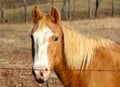 Horse grazes in a field.