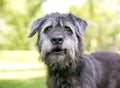 A scruffy Irish Wolfhound x Retriever mixed breed dog Royalty Free Stock Photo