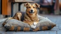 A scruffy, medium-sized dog with brown and tan fur rests on a worn, striped pillow outdoors Royalty Free Stock Photo