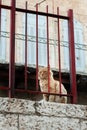 A scruffy, orange tabby sits upright framed by a red metal railing