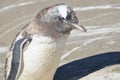 Scruffy Penguin Molting and Losing His Feathers