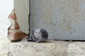 Scruffy pigeon in cool weather