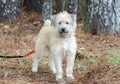 Soft Coated Wheaten Terrier mixed breed dog Royalty Free Stock Photo